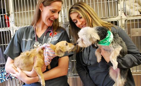 Hinsdale animal hospital - Fri: 8:00 am - 6:00 pm. Sat: 8:00 am - 1:00 pm. Sun: Closed. The staff at VCA Boone Animal Hospital is made up of dedicated individuals who help pets in Western Springs, IL live long, healthy lives.